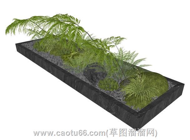 蕨类花坛植物su模型 1