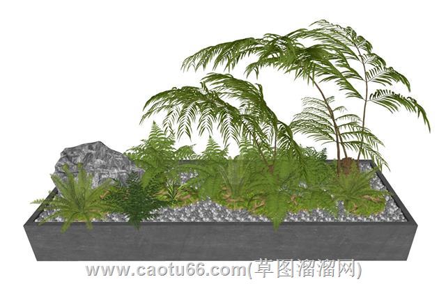 蕨类植物花坛su模型 1