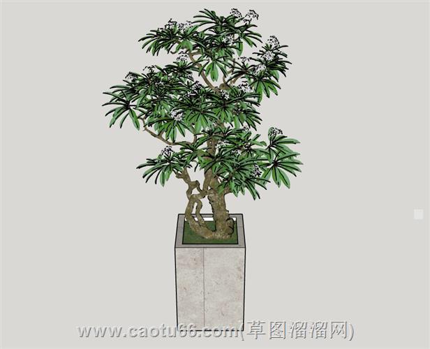 桂花树su模型 1