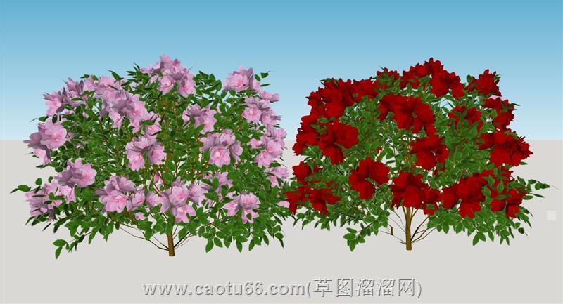 红色和粉色杜鹃花su模型 1