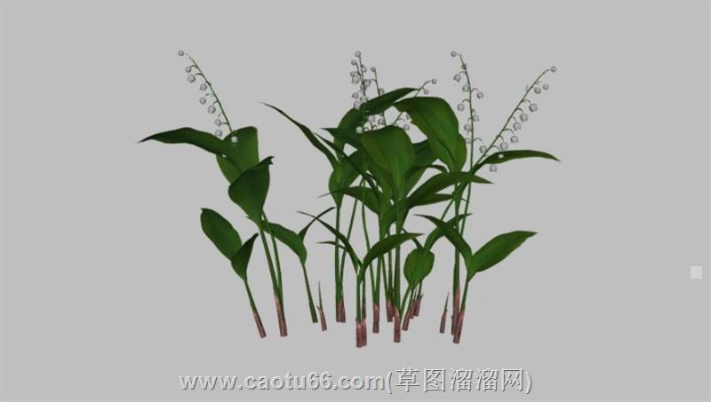 铃兰花植物su模型 1