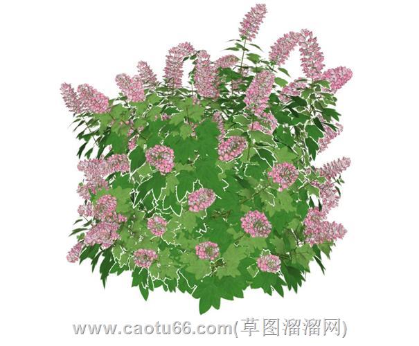 盖茨比粉色植物花su模型 1