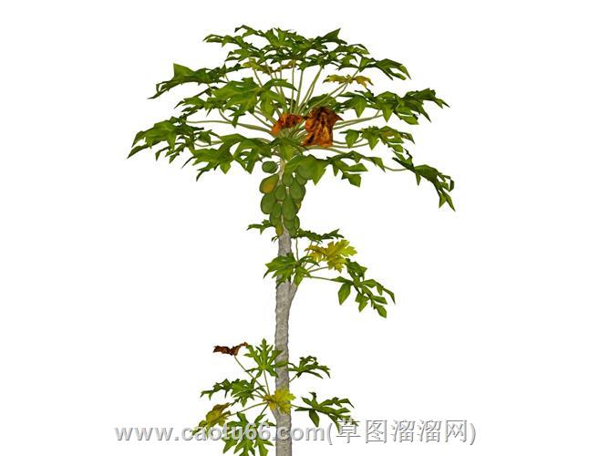 木瓜树植物su模型