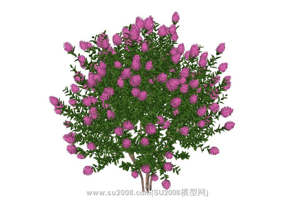 花卉绿植丁香花su模型 2