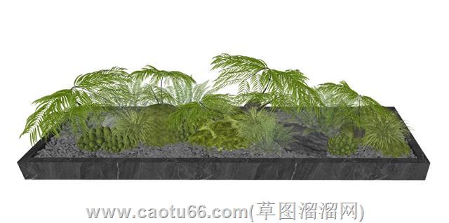 蕨类花坛植物su模型 2