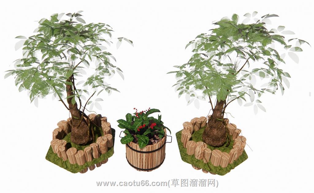 发财树景观植物SU模型 1