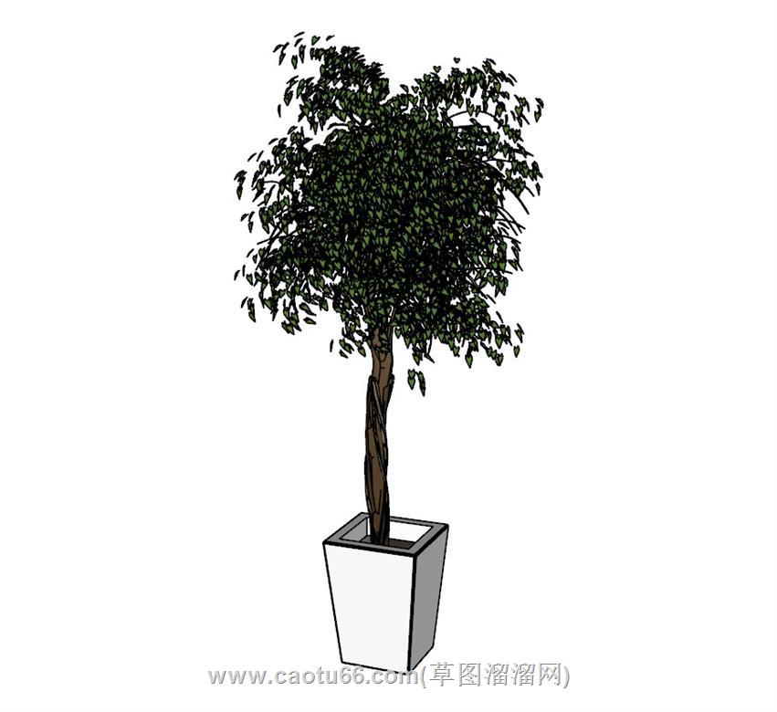 盆栽植物SU模型 1