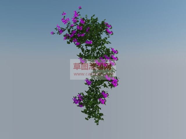 爬墙植物蔓藤植物SU模型 1