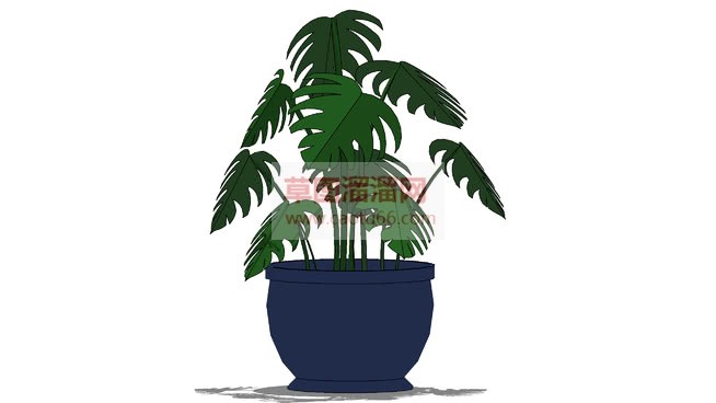 龟背竹植物盆栽SU模型 1