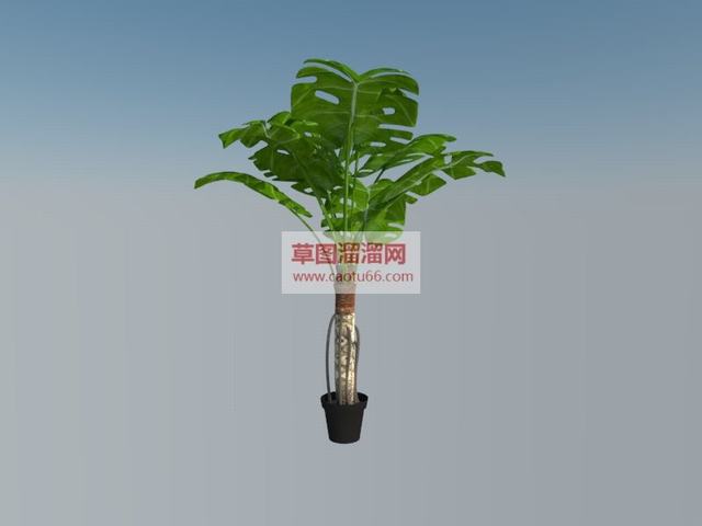 装饰植物大龟背竹盆栽SU模型 1