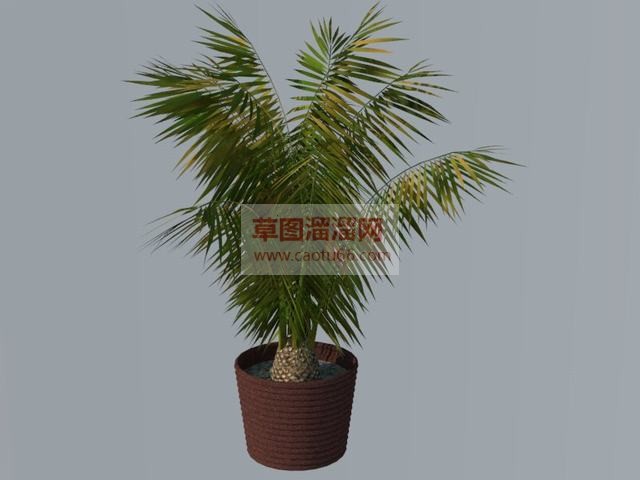 盆栽盆景植物SU模型 1