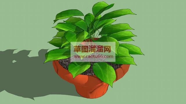 绿萝植物SU模型 1