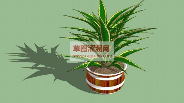 灌木植物盆栽SU模型 1