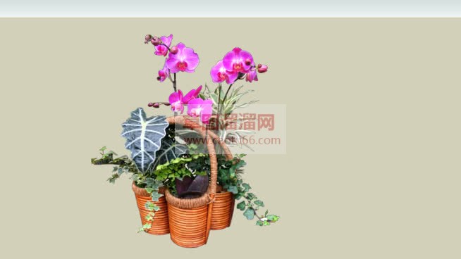 贴图花篮植物SU模型 1