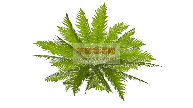 中型蕨类植物SU模型