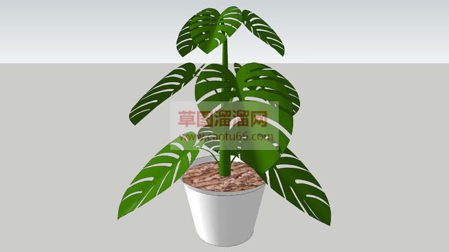 龟背竹植物盆SU模型 1