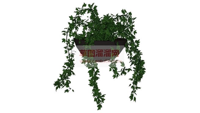 吊篮植物SU模型 1