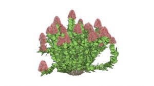 3D  高脚  花植  物免  费