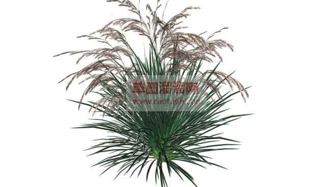 景观小草植物SU模型 1