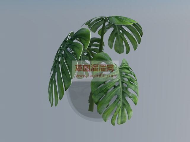 免费龟背植物SU模型 1