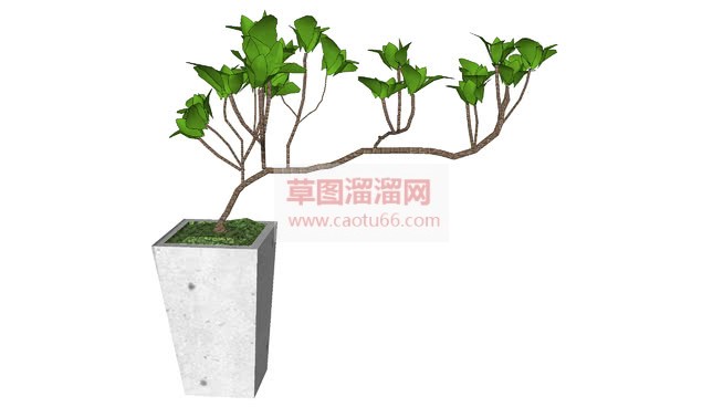 白水木盆景植SU模型 1