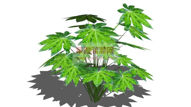 八角金盘植物SU模型 1