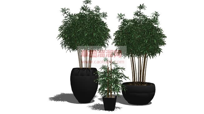 盆景小竹植物SU模型 1