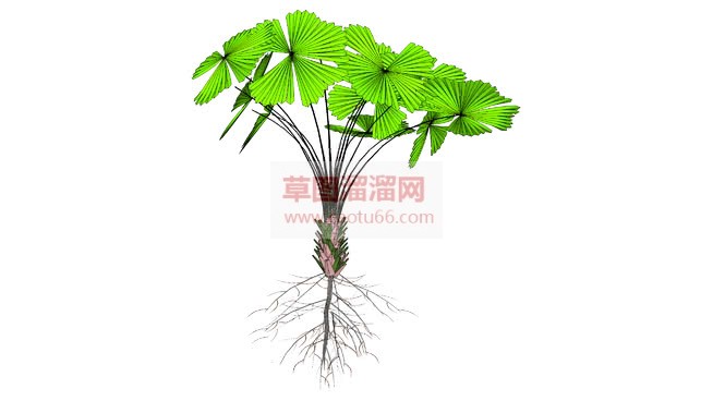 植物带根网站SU模型 1