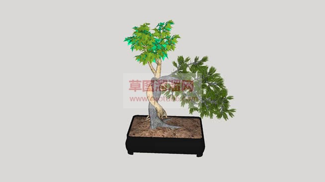 迎客松盆栽植SU模型 1