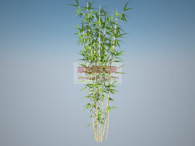 竹子植物SU模型 1