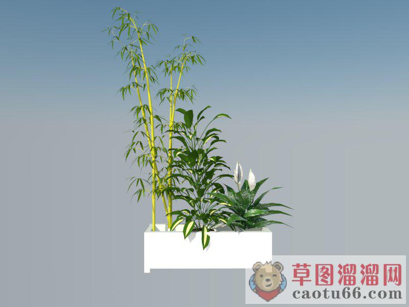 ]花箱植物竹子SU模型 1