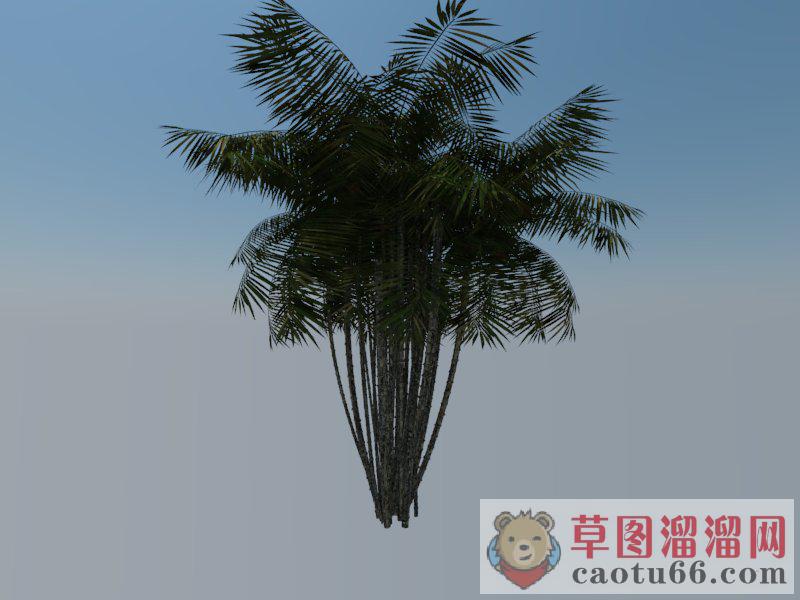 棕榄树SU模型 1