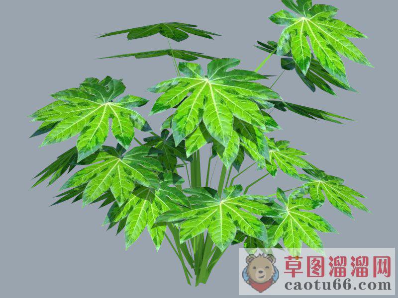 灌木植物SU模型 1