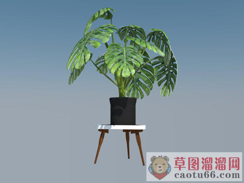 龟背竹盆栽植物SU模型 1