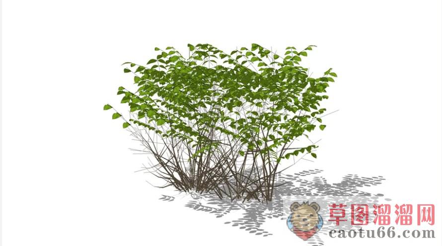 灌木绿植树SU模型 2