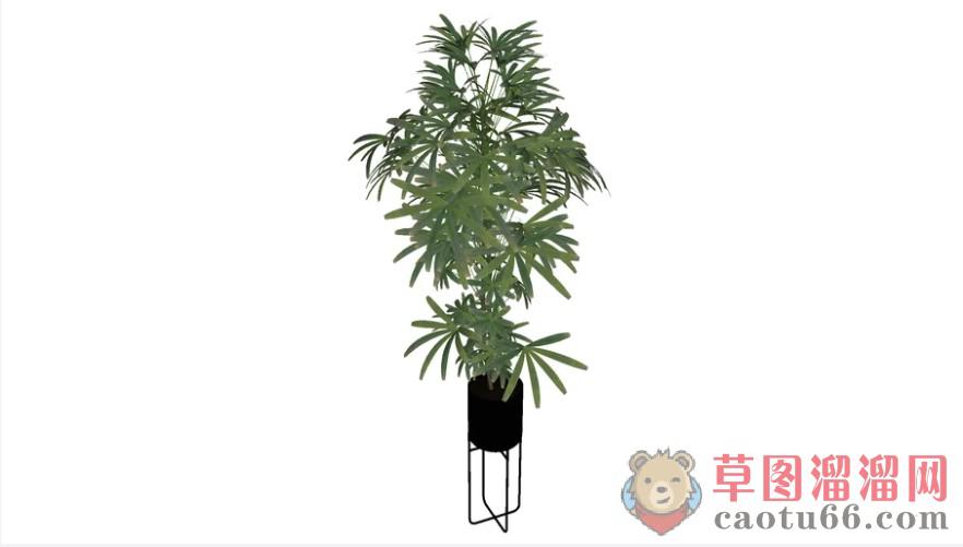 植物花盆植物SU模型 1