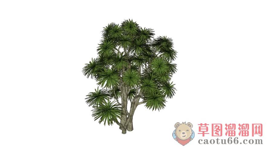 景观灌木树木SU模型 1