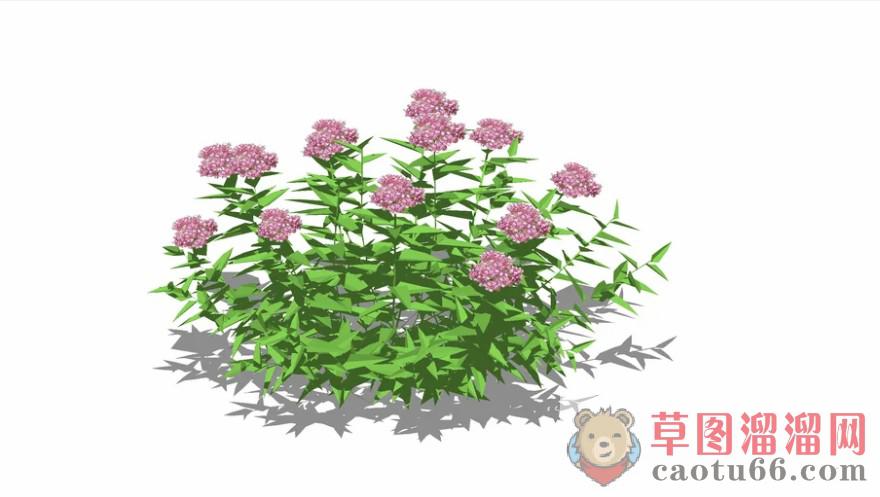 灌木植物SU模型 1