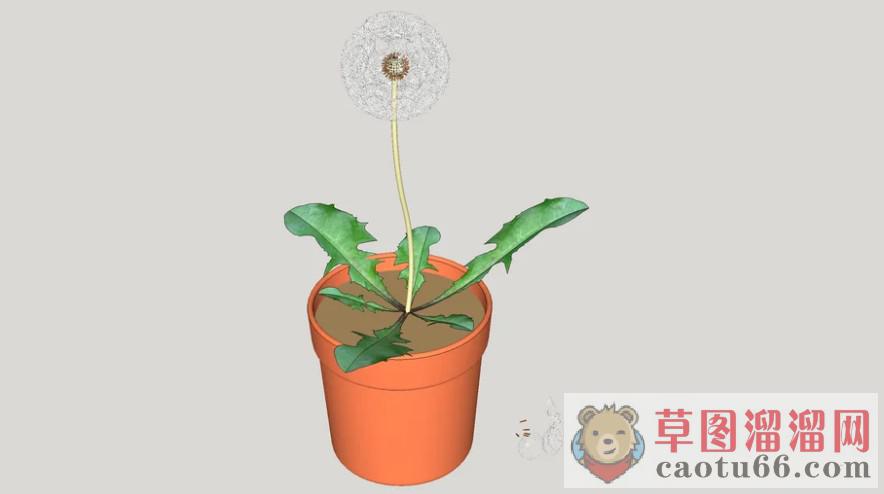 盆栽植物蒲公英SU模型 1