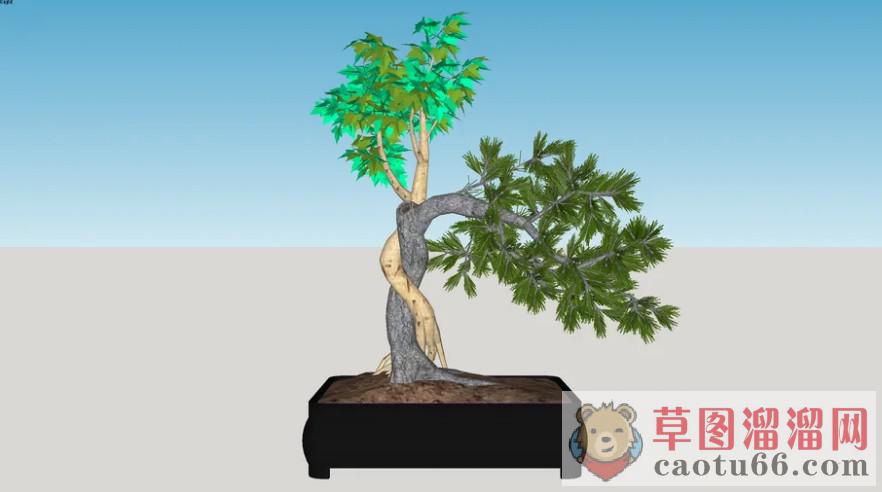 迎客松盆栽植物SU模型 4