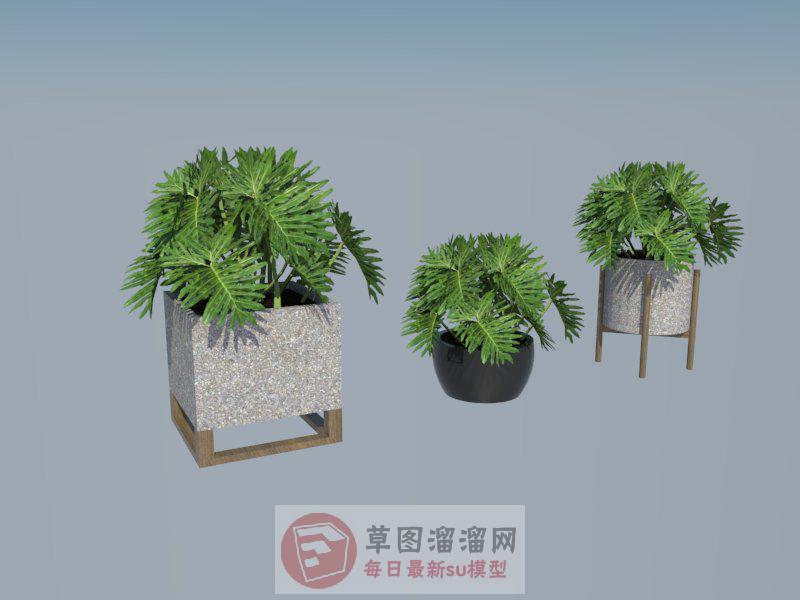 花盆盆栽植物SU模型 1