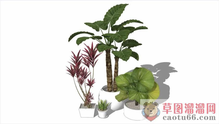 花盆植物SU模型 1