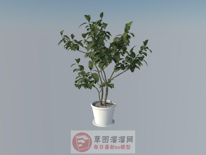 花盆植物盆栽SU模型 1