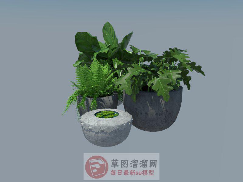 花盆植物SU模型 1