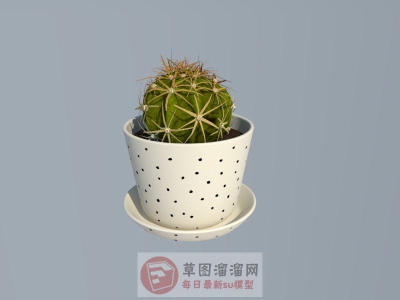 仙人球植物花盆SU模型 1