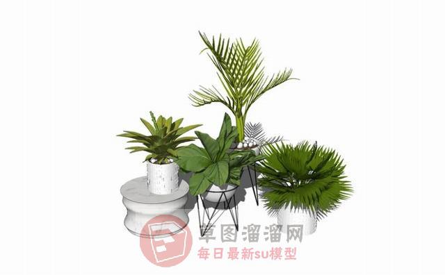 花盆盆栽植物SU模型 1