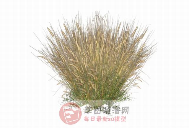 小草草堆植物SU模型 1