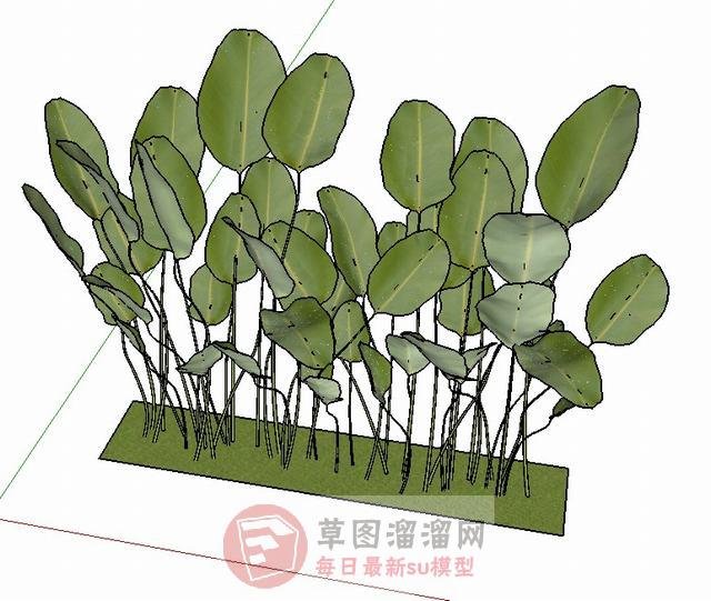 装饰植物叶子SU模型 1