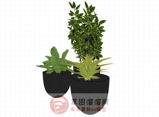 盆栽花盆植物SU模型 1