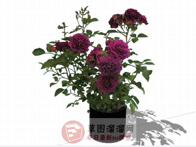 摆件花瓶植物SU模型 1